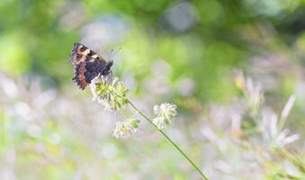 pequeno casco de tartaruga eurasian borboleta, aglais urticária, em uma flor foto