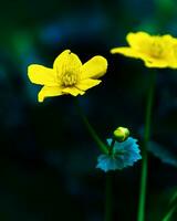 flor globo, trollius europaeus, flor plantar foto