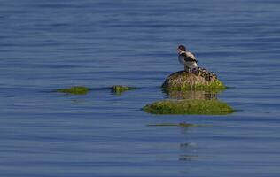 comum Shelduck, Tadorna tadorna, Pato família, Trelleborg, sueco foto