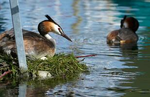 com crista mergulhão, podiceps cristatus, Pato em ninho foto