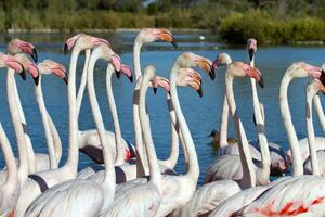 maior flamingos, phoenicopterus rosa, camargue, França foto