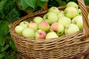 ampla cesta com fresco maçãs, outono Pomar colheita foto