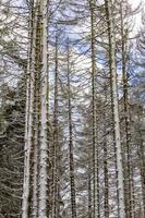 árvores nas montanhas de brocken, harz, alemanha no inverno