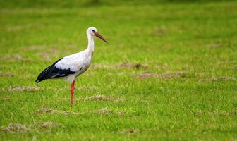 europeu branco cegonha, Ciconia foto