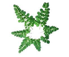 uma verde plantar com folhas em uma branco fundo, moringa folhas, foto