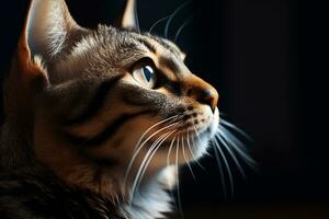 brincalhão gato perfeito face e olhos altamente detalhado ai generativo foto