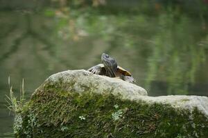 uma tartaruga é sentado em uma Rocha foto