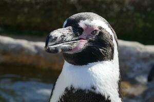 uma pinguim com uma Rosa nariz e Preto e branco penas foto