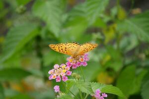 laranja borboleta com visto asas dentro a selvagem foto