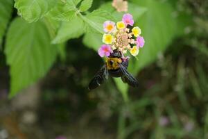 abelha alimentando em uma pequeno flor foto