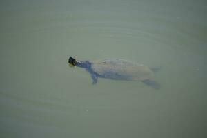 uma tartaruga natação dentro a água foto