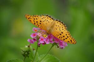 laranja borboleta com visto asas dentro a selvagem foto