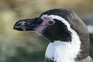 uma fechar acima do uma pinguim com uma Rosa nariz foto