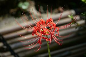 uma vermelho aranha lírio flor com grandes hastes foto