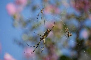 uma aranha e uma aranha rede com Rosa flores foto