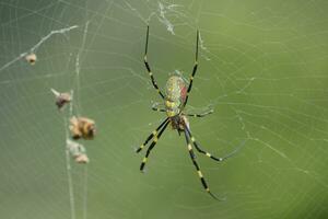 uma aranha com amarelo e Preto listras em Está costas foto