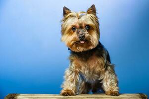 jovem exibição yorkshire terrier dentro estúdio interior foto