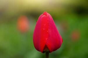 vermelho tulipa dentro foco em verde borrado fundo. tulipa flor com água gotas. foto