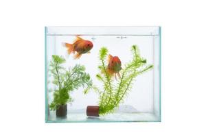 aquário com peixes e plantas aquáticas isoladas em um fundo branco. foto