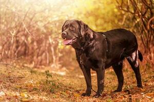 uma Preto labrador retriever cachorro em uma andar dentro outono. animal, animal. cachorro dentro munição. foto