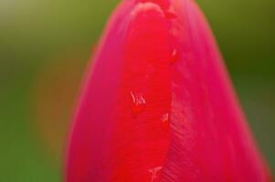 uma solta do água em uma tulipa flor. macro foto do uma vermelho tulipa em uma verde borrado fundo.