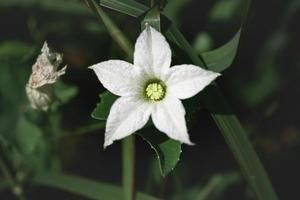 close up de flor de videira tropical branca em estado selvagem foto