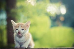 gatinho sentado no chão de madeira com o fundo da natureza foto