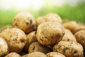 batatas frescas na fazenda foto
