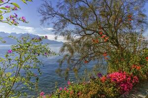 plantas e flores Próximo para Genebra leman lago às Montreux, Suíça foto