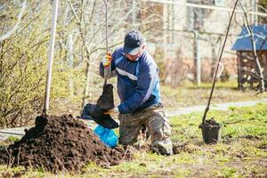 uma homem plantas uma jovem fruta árvore. a agricultor desempacota uma Novo plantinha e coloca isto dentro a chão. a conceito do de Meio Ambiente proteção e ecologia foto