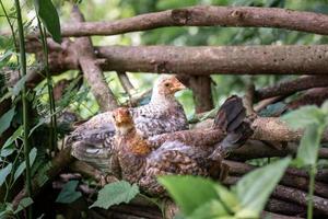 galinha descansando na floresta morta na fazenda foto