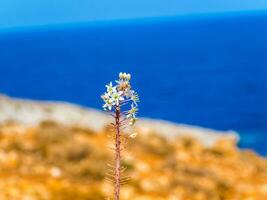 lindo pequeno branco foxtail lírio flor - beira-mar dentro a fundo foto