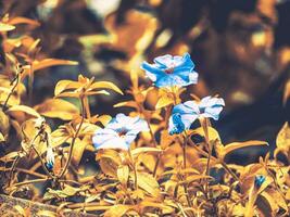 três pequeno azul petúnia flores foto