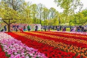 lisse, holanda, 20 de abril de 2014 - tulipas coloridas e narcisos no parque de tulipas de keukenhof foto