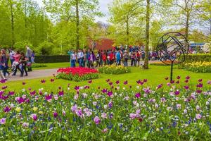 lisse, holanda, 20 de abril de 2014 - tulipas coloridas e narcisos no parque de tulipas de keukenhof foto