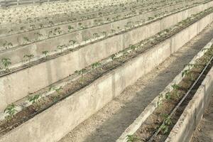 linhas do jovem tomate plantas dentro uma estufa foto