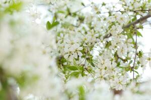 Primavera árvore flores foto