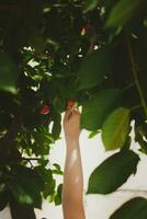 pequeno criança colheita cereja a partir de árvore dentro jardim. 6 anos velho meio Oriental Garoto picaretas cru cereja fruta. família tendo Diversão às colheita tempo. foto
