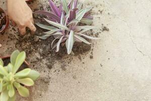 fêmea plantio casa plantas. jovem meio Oriental mulher plantio flor dentro a Panela. menina jardinagem. casa esposa transplante plantar para dentro uma Novo Panela foto