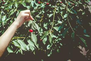 fêmea colheita cereja a partir de árvore dentro jardim. mulher picaretas cru cereja fruta. família tendo Diversão às colheita tempo. foto