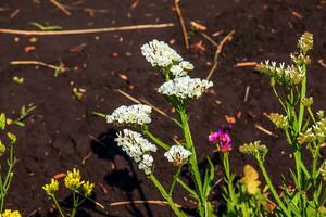 limonium sinuatum, sin. folha ondulada mar lavanda, estática, mar lavanda, entalhe folha pântano alecrim, mar rosa, é uma Mediterrâneo plantar espécies dentro a família plumbaginaceae conhecido para Está papel flores foto