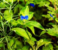 comelina communis, asiático flor do dia, commelináceas. selvagem plantar tiro dentro verão. foto