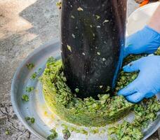 a processo do fazer caseiro uva vinho. uma enólogo coleta uva polpa a partir de uma hidráulico imprensa. foto