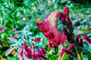 com crista cockscomb flor, cientificamente conhecido Como Celosia argentea cristata ter semelhança para uma de galo pentear, apresentando vibrante, com crista, e bagunçado floresce este venha dentro uma alcance do cores roxo. foto