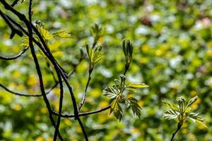 fechar-se do a botões, haste e pequeno jovem verde folhas do sorbus torminalis eu. ensolarado Primavera dia . foto