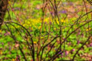 a primeiro verde folhas em a galhos do prunus glandulosa dentro cedo Primavera. foto