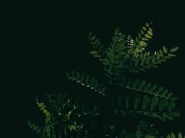 Largo verde ramo em uma Sombrio fundo foto