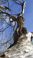 bela troncos de uma árvore contra o céu azul. coto seco foto