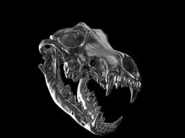 Sombrio metal Lobo crânio com aberto mandíbulas foto
