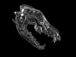 Sombrio metal Lobo crânio com aberto mandíbulas - lado Visão foto